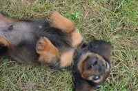 Buddy, a male Miniature Dachshund for sale in Bernville, PA – 8 of 10