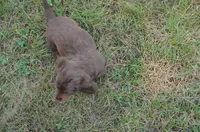 Dexter, a male Dachshund for sale in Bernville, PA – 8 of 9