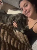 Indie, a female Great Dane for sale in Saint Charles, MO – 4 of 6
