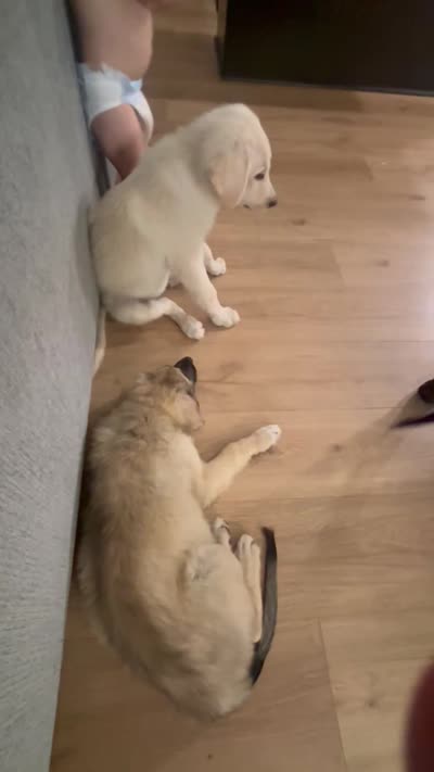Ruby , a male Anatolian Shepherd Dog for sale in Saint Charles, MO – 3 of 4