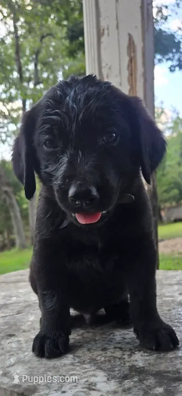 Jasmine – Golden Retriever, Labrador Retriever puppy for sale in Saint Charles, MO