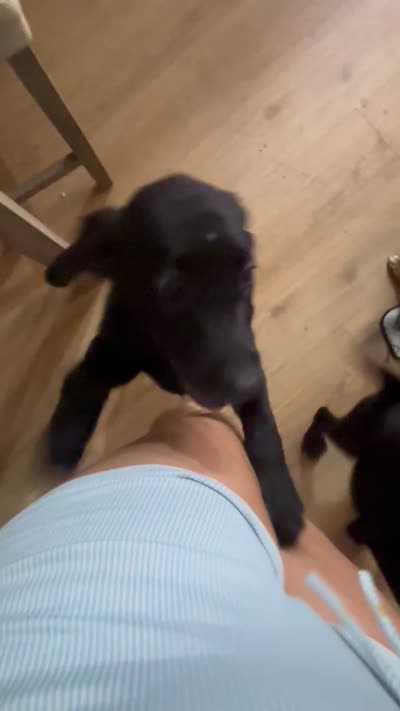 Jagger, a male Golden Retriever and Labrador Retriever for sale in Saint Charles, MO – 4 of 4
