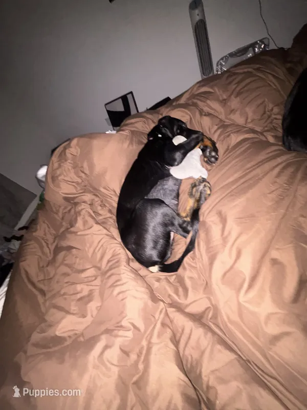Delta  – Doberman Pinscher puppy on hold in Columbia, MO