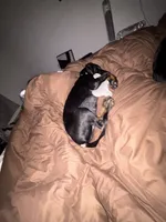 Delta , a female Doberman Pinscher for sale in Columbia, MO – 1 of 4