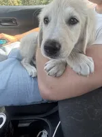 Max, a male Anatolian Shepherd Dog for sale in Saint Charles, MO – 2 of 5