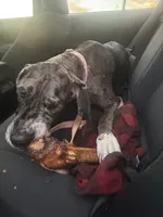Indie, a female Great Dane for sale in Saint Charles, MO – 5 of 6
