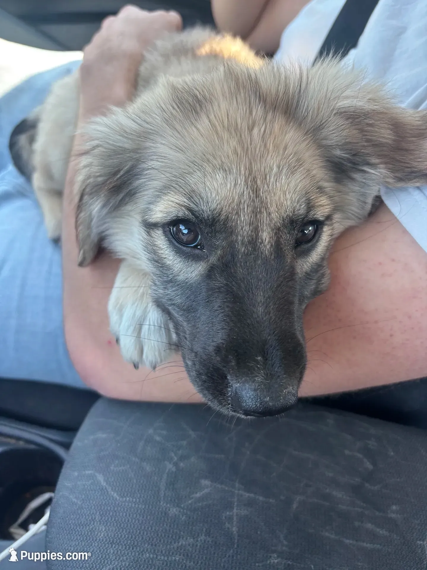 Ruby , a male Anatolian Shepherd Dog for sale in Saint Charles, MO – 2 of 4