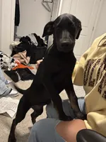 Delta , a female Doberman Pinscher for sale in Columbia, MO – 2 of 4
