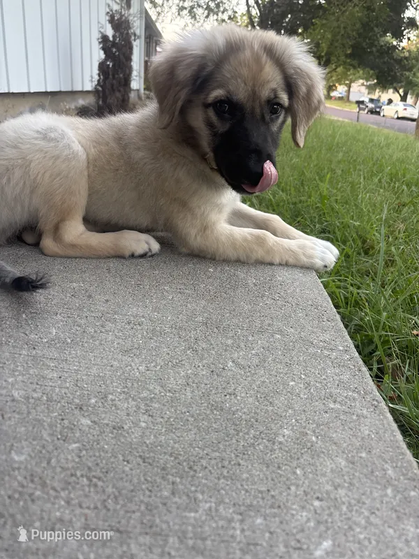 Ruby  – Anatolian Shepherd Dog puppy for sale in Saint Charles, MO