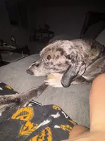 Indie, a female Great Dane for sale in Saint Charles, MO – 6 of 6