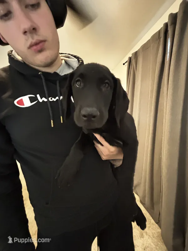 Jasmine – Golden Retriever, Labrador Retriever puppy for sale in Saint Charles, MO