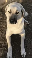 Ruby , a male Anatolian Shepherd Dog for sale in Saint Charles, MO – 4 of 4