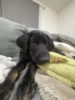 Delta , a female Doberman Pinscher for sale in Columbia, MO – 3 of 4