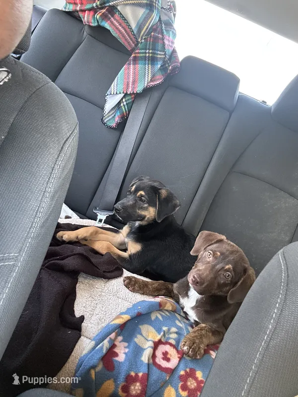 Cookie – Jack Russell Terrier, Chiweenie puppy for sale in Saint Charles, MO