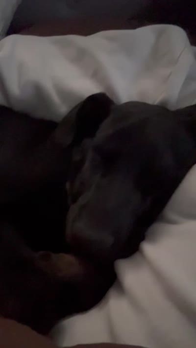 Delta , a female Doberman Pinscher for sale in Columbia, MO – 4 of 4