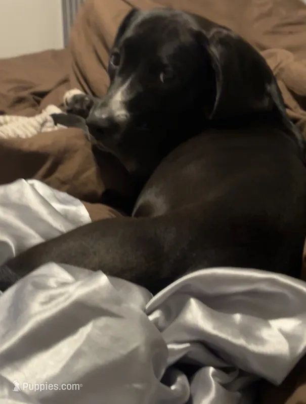 Bella – American Pit Bull Terrier puppy for sale in Saint Charles, MO