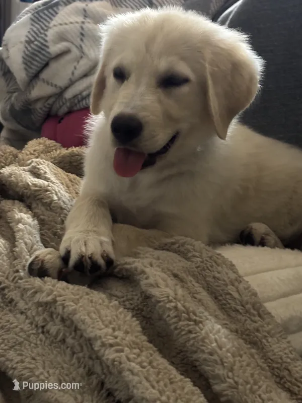 Max – Anatolian Shepherd Dog puppy for sale in Saint Charles, MO