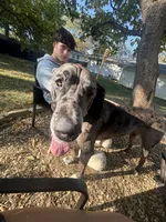 Indie, a female Great Dane for sale in Saint Charles, MO – 1 of 6