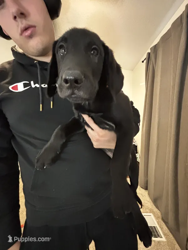 Jagger – Golden Retriever, Labrador Retriever puppy for sale in Saint Charles, MO