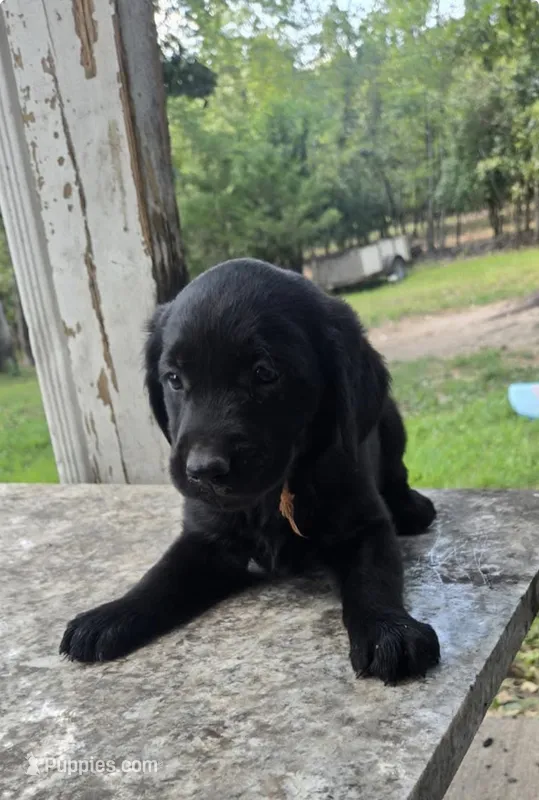Jagger – Golden Retriever, Labrador Retriever puppy for sale in Saint Charles, MO