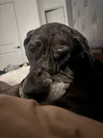 Indie, a female Great Dane for sale in Saint Charles, MO – 3 of 6