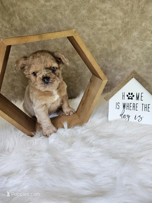 Belle – French Bulldog puppy for sale in Coshocton, OH