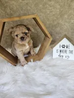 Belle, a female French Bulldog for sale in Coshocton, OH – 1 of 6