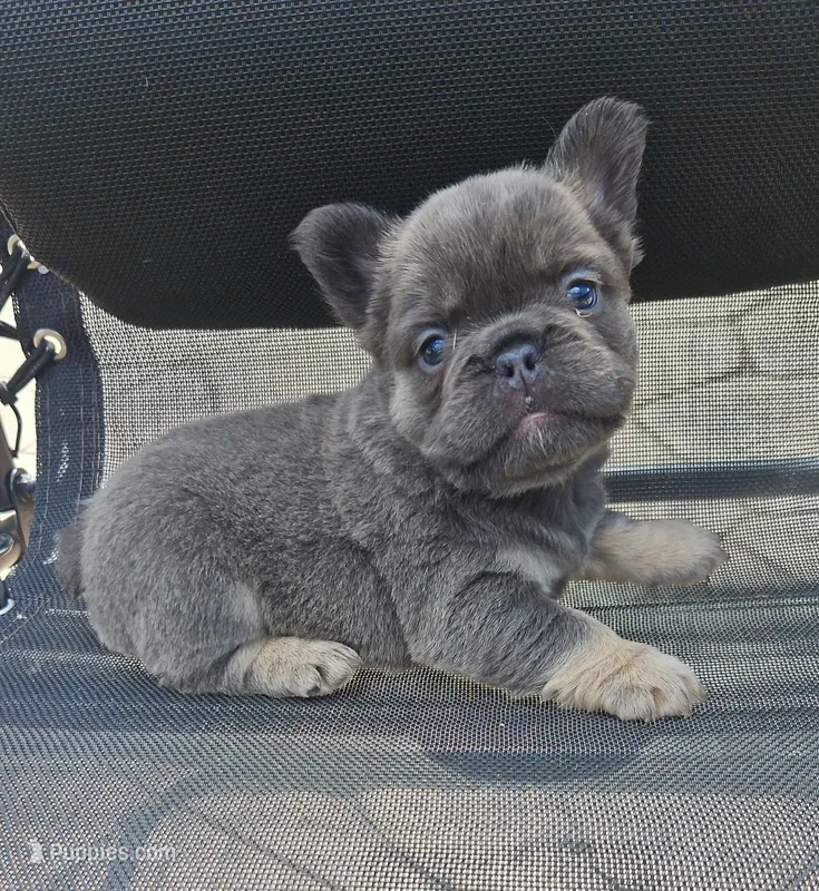 Marlee – French Bulldog puppy for sale in Coshocton, OH