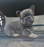 Marlee, a female French Bulldog for sale in Coshocton, OH – 5 of 8
