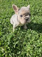 River , a female French Bulldog for sale in Coshocton, OH – 3 of 9