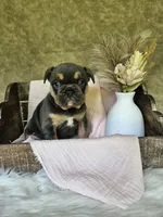 Jewel, a female French Bulldog for sale in Coshocton, OH – 6 of 7