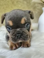 Jewel, a female French Bulldog for sale in Coshocton, OH – 4 of 7