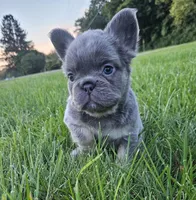 Tabby- WEEKEND SPECIAL, a female French Bulldog for sale in Coshocton, OH – 3 of 10