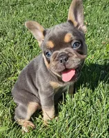 Jewel, a female French Bulldog for sale in Coshocton, OH – 1 of 9