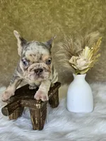 Jack, a male French Bulldog for sale in Coshocton, OH – 3 of 4