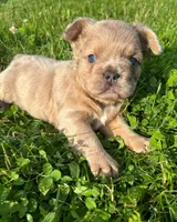 Belle, a female French Bulldog for sale in Coshocton, OH – 6 of 6