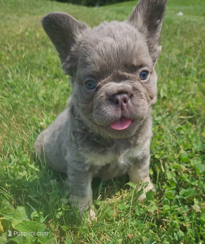 Delilah – French Bulldog puppy for sale in Coshocton, OH