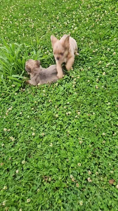 Minnie, a female French Bulldog for sale in Coshocton, OH – 10 of 10