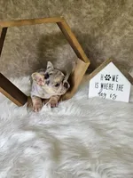 River , a female French Bulldog for sale in Coshocton, OH – 4 of 7