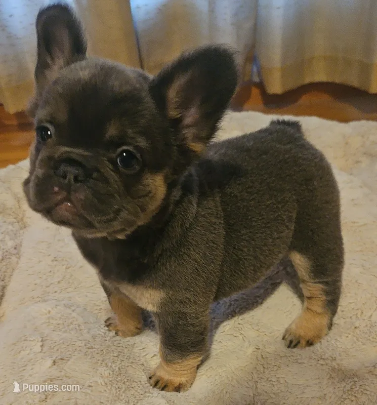 Marlee – French Bulldog puppy for sale in Coshocton, OH