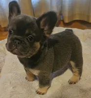 Marlee, a female French Bulldog for sale in Coshocton, OH – 1 of 8
