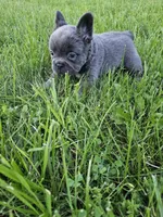 Piper, a male French Bulldog for sale in Coshocton, OH – 6 of 7