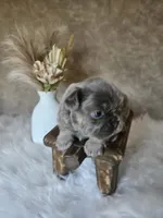 Nova, a female French Bulldog for sale in Coshocton, OH – 4 of 4