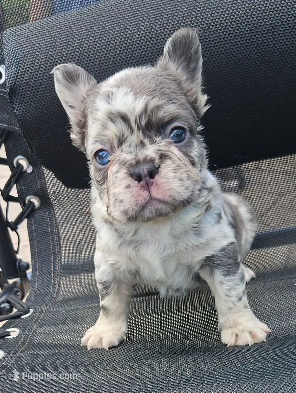 Jewel – French Bulldog puppy for sale in Coshocton, OH