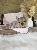 River , a female French Bulldog for sale in Coshocton, OH – 1 of 7