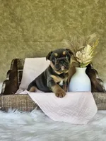Jewel, a female French Bulldog for sale in Coshocton, OH – 2 of 7