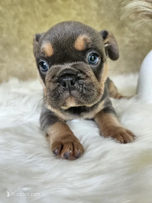 Jewel – French Bulldog puppy for sale in Coshocton, OH