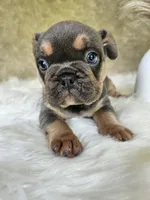 Jewel, a female French Bulldog for sale in Coshocton, OH – 1 of 7