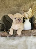 Duke, a male French Bulldog for sale in Coshocton, OH – 6 of 7