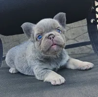 Tabby- WEEKEND SPECIAL, a female French Bulldog for sale in Coshocton, OH – 5 of 10